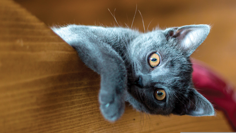 Chartreux Nishikikoi