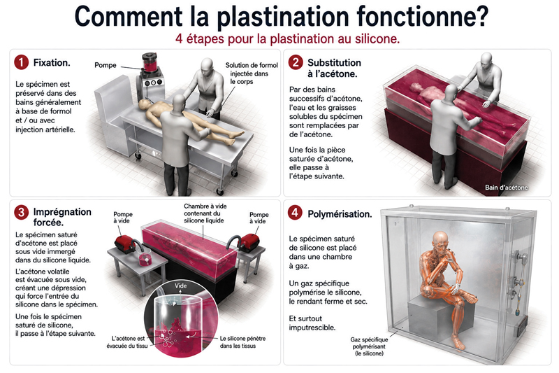 technique plastination silicone 4 etapes